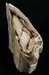 / Tall Free-Standing Petrified Wood Specimen #6397-2